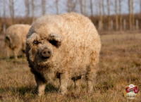 �X���C���[�W