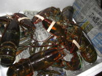 �H�ރC���[�W